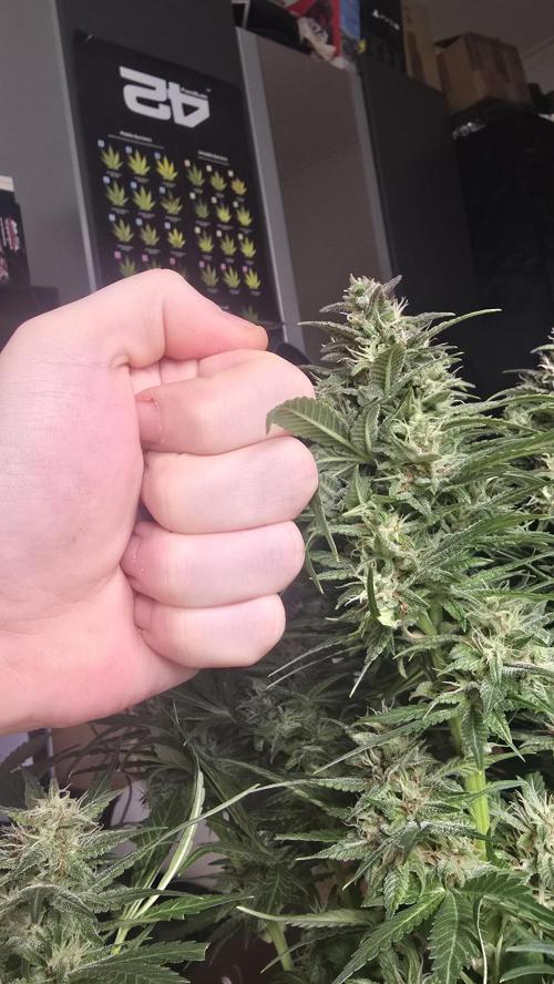 Banana Purple Punch RF3 Auto. Week 9