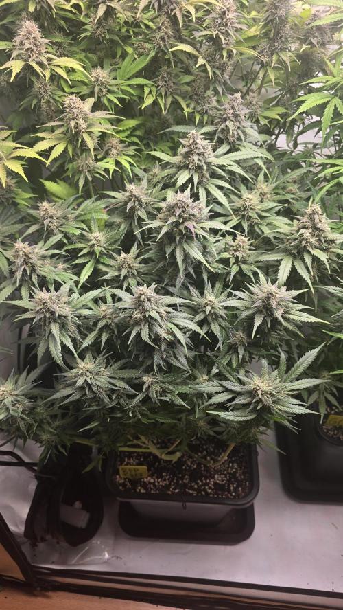 Banana Purple Punch RF3 Auto. Week 9