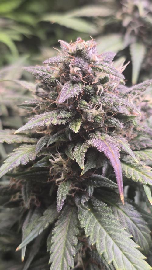 Banana Purple Punch RF3 Auto. Week 9