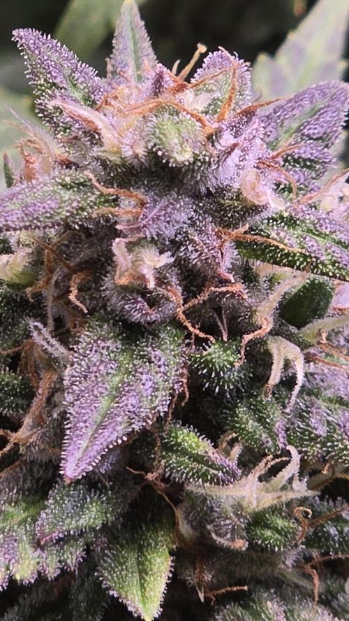 Banana Purple Punch RF3 Auto. Week 9