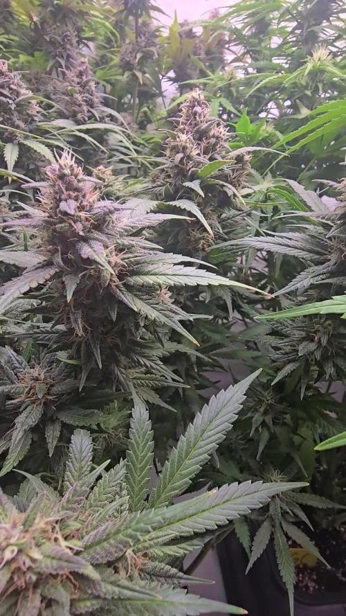 Banana Purple Punch RF3 Auto