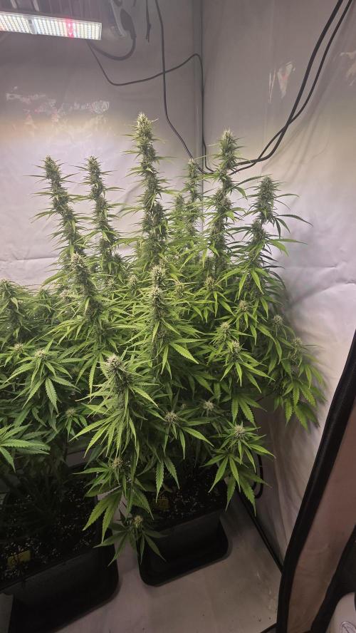 Gorilla Cookies Auto #2. Week 9