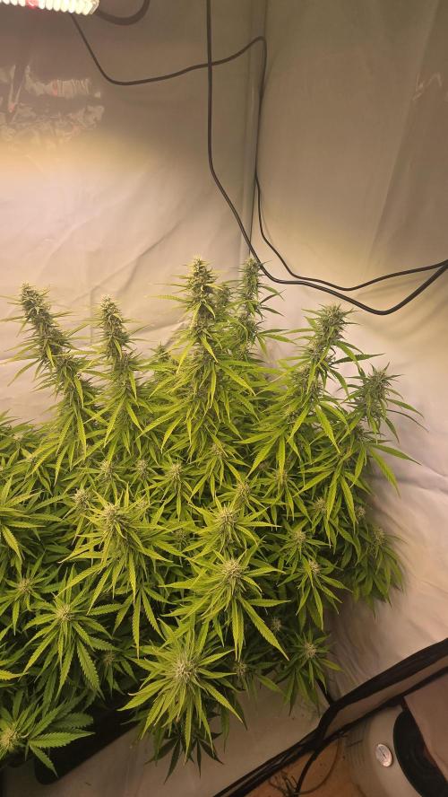 Gorilla Cookies Auto #2. Week 9