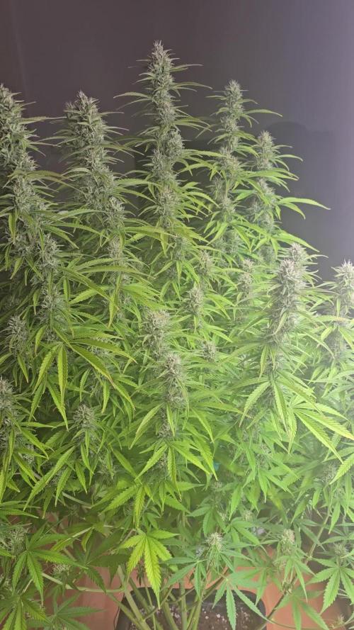 Gorilla Cookies Auto #2