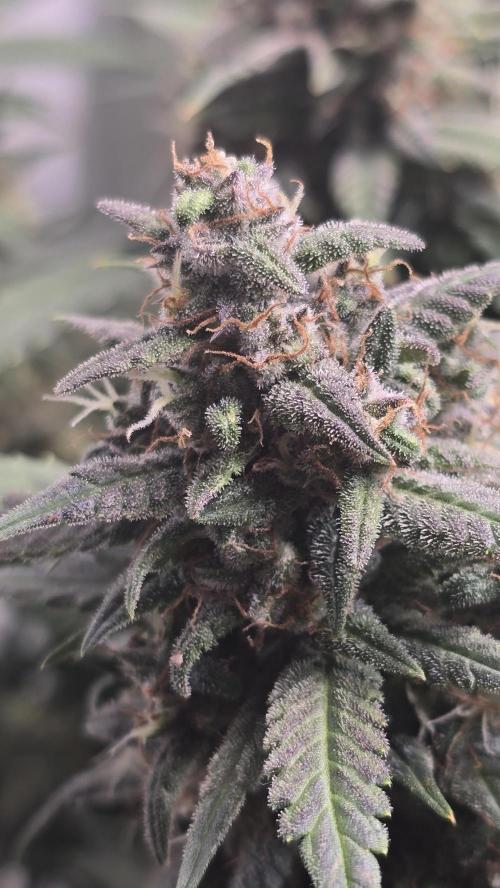 Banana Purple Punch RF3 Auto. Week 9