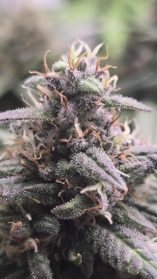 Banana Purple Punch RF3 Auto. Week 9