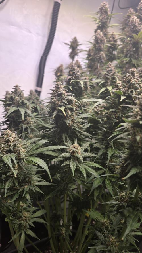 Banana Purple Punch RF3 Auto. Week 9