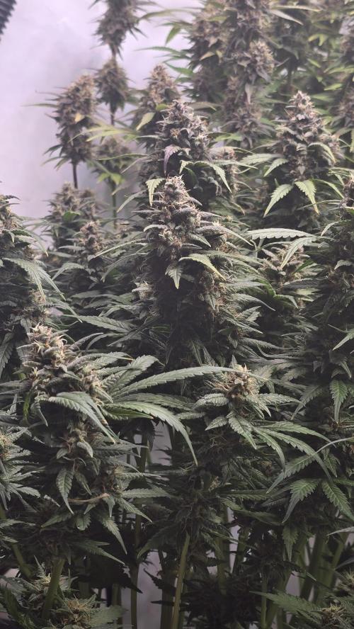 Banana Purple Punch RF3 Auto. Week 9