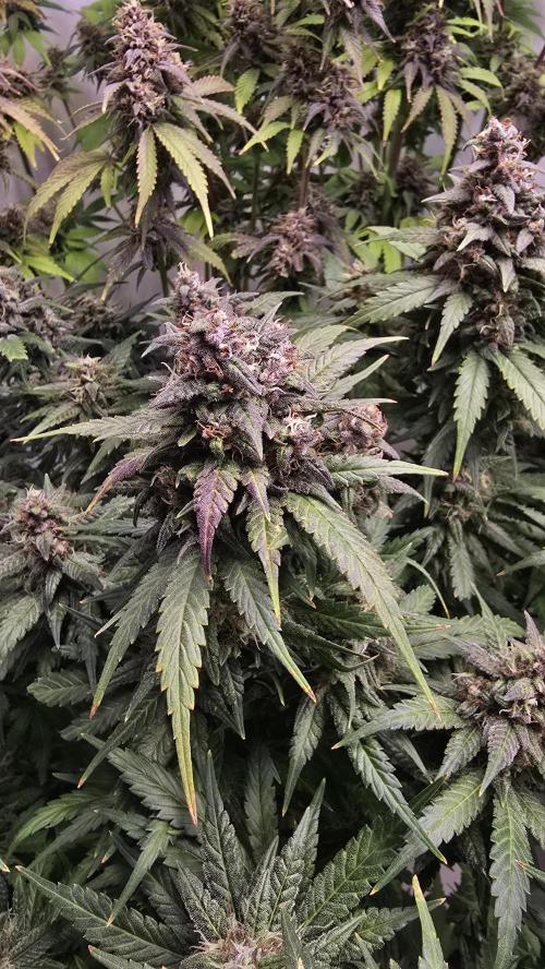 Banana Purple Punch RF3 Auto. Week 10