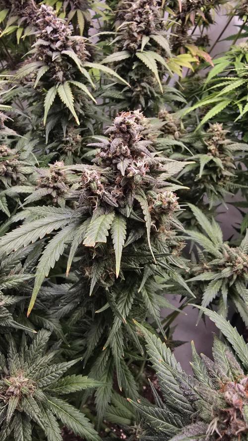 Banana Purple Punch RF3 Auto. Week 10