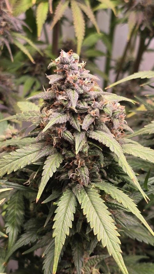 Banana Purple Punch RF3 Auto. Week 10