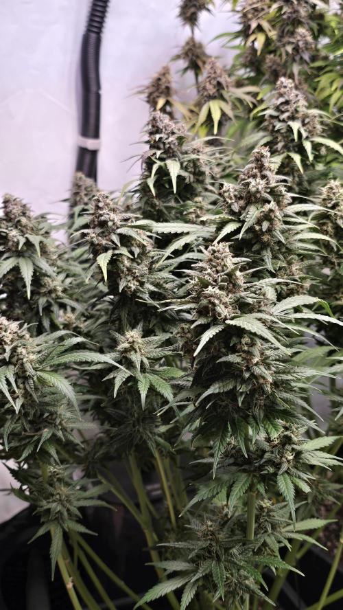 Banana Purple Punch RF3 Auto. Week 10