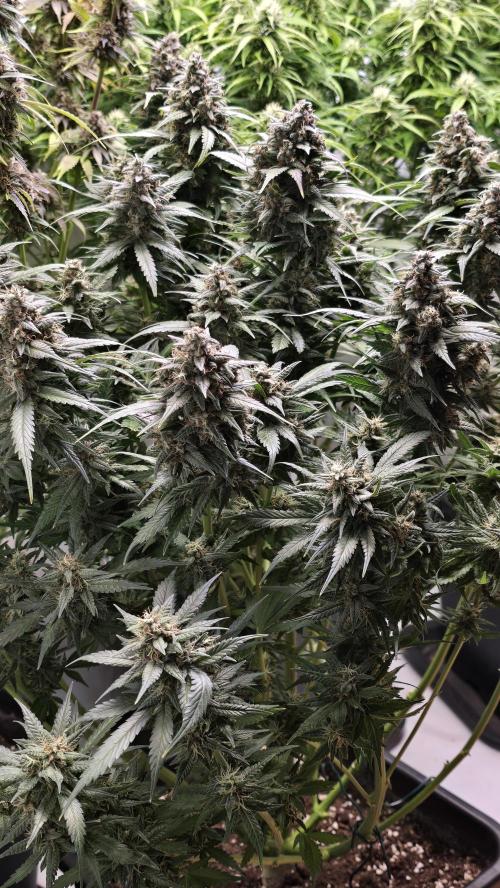 Banana Purple Punch RF3 Auto. Week 10