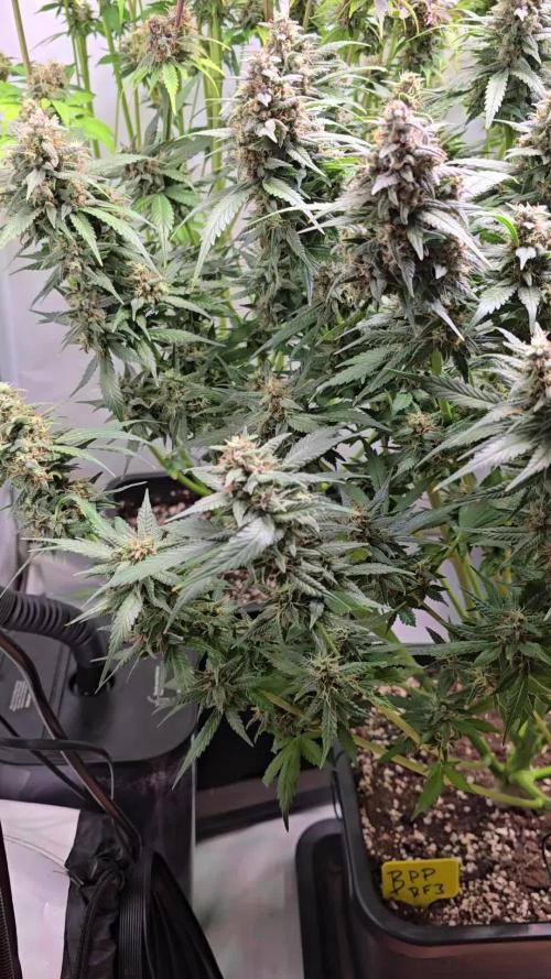 Banana Purple Punch RF3 Auto