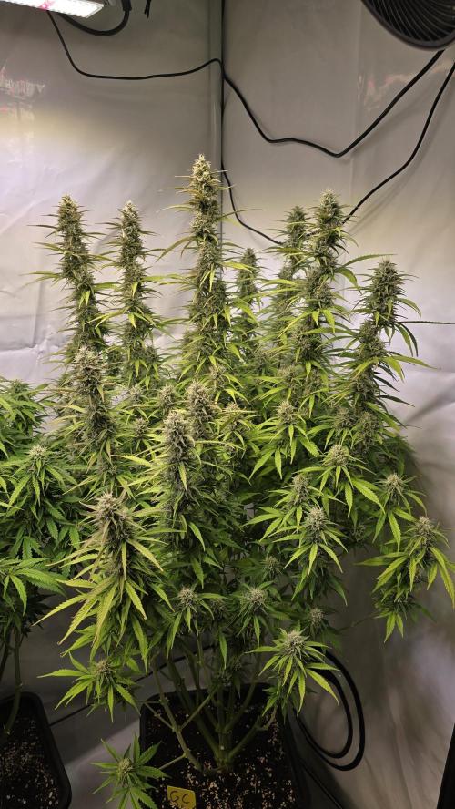 Gorilla Cookies Auto #2. Week 10