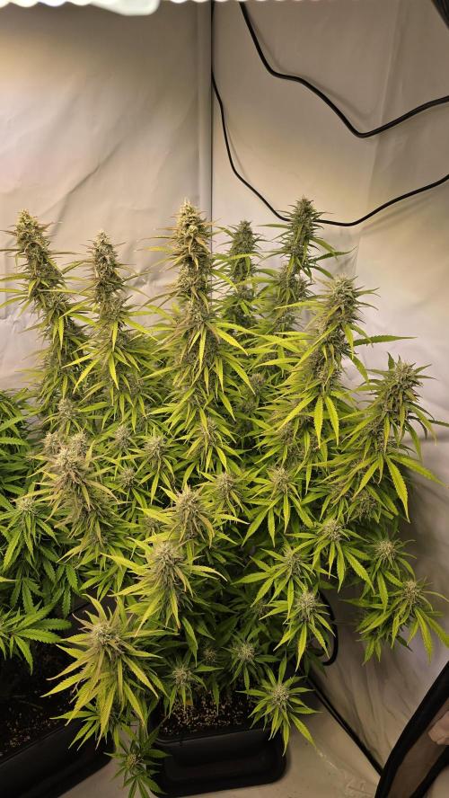 Gorilla Cookies Auto #2. Week 10