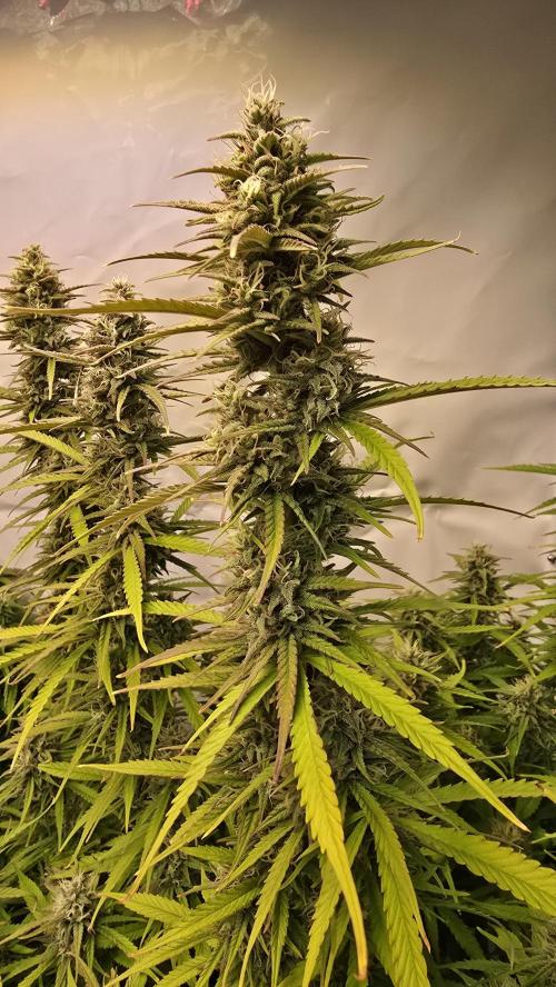 Gorilla Cookies Auto #2. Week 10