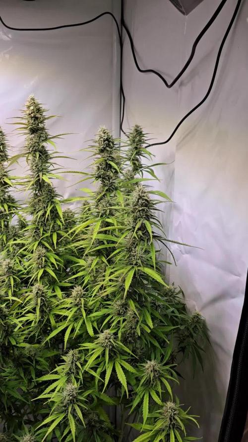 Gorilla Cookies Auto #2