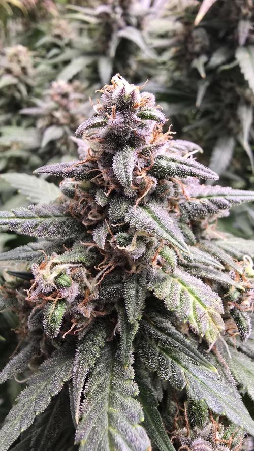 Banana Purple Punch RF3 Auto. Week 10