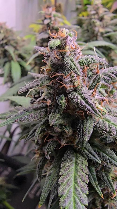 Banana Purple Punch RF3 Auto