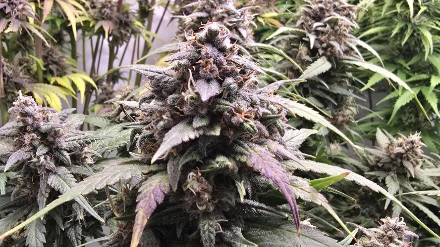 Banana Purple Punch RF3 Auto. Week 10