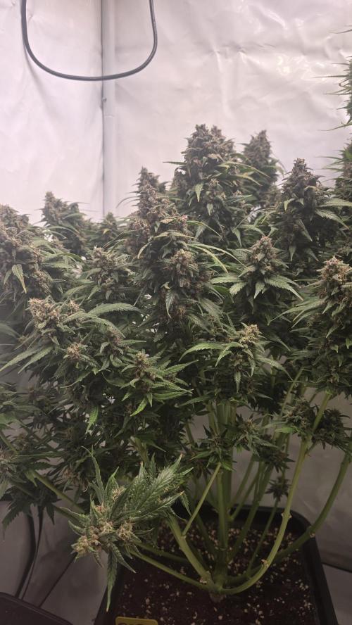 Banana Purple Punch RF3 Auto. Week 11