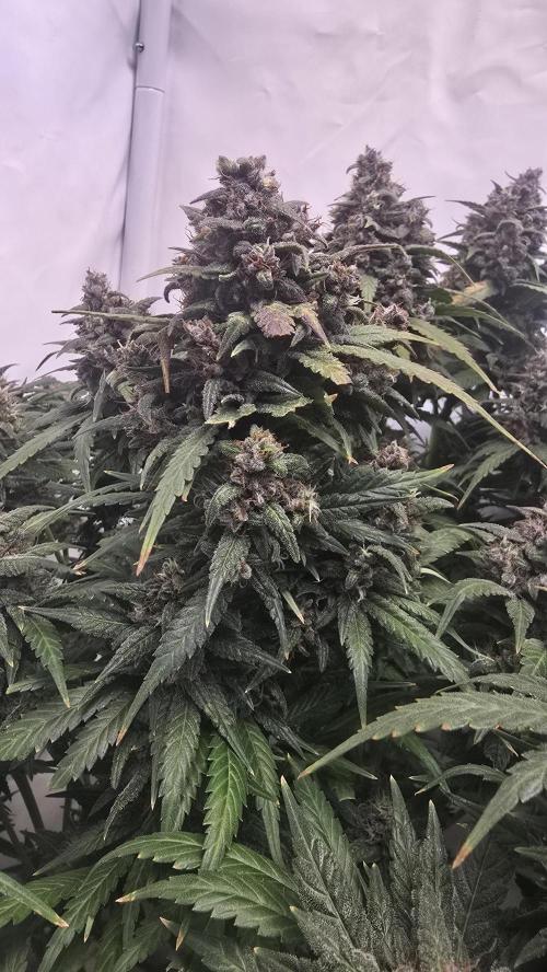 Banana Purple Punch RF3 Auto. Week 11