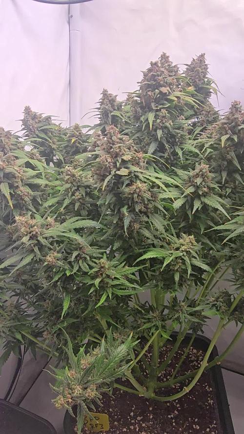 Banana Purple Punch RF3 Auto