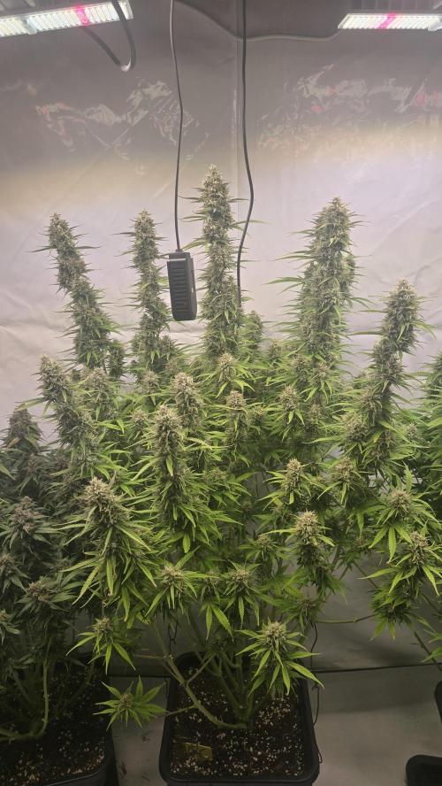 Gorilla Cookies Auto #2. Week 11