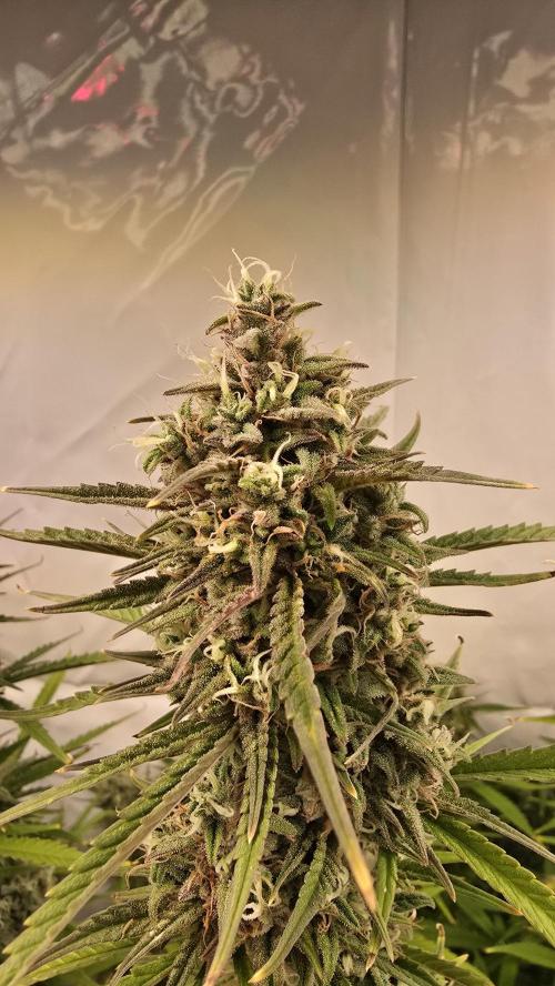 Gorilla Cookies Auto #2. Week 11