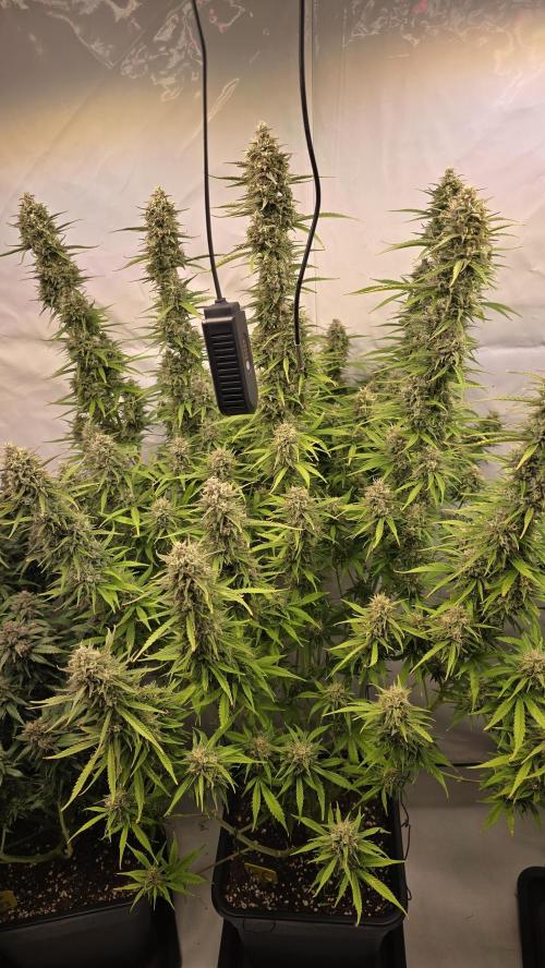 Gorilla Cookies Auto #2. Week 11