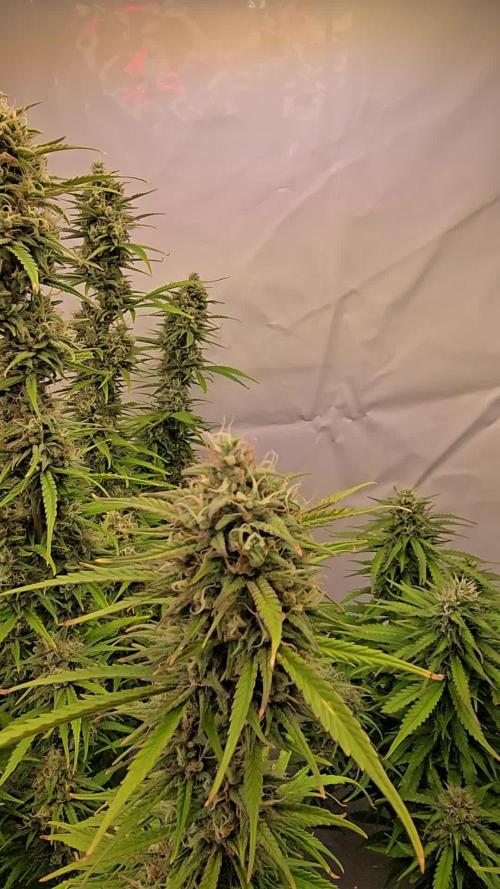 Gorilla Cookies Auto #2