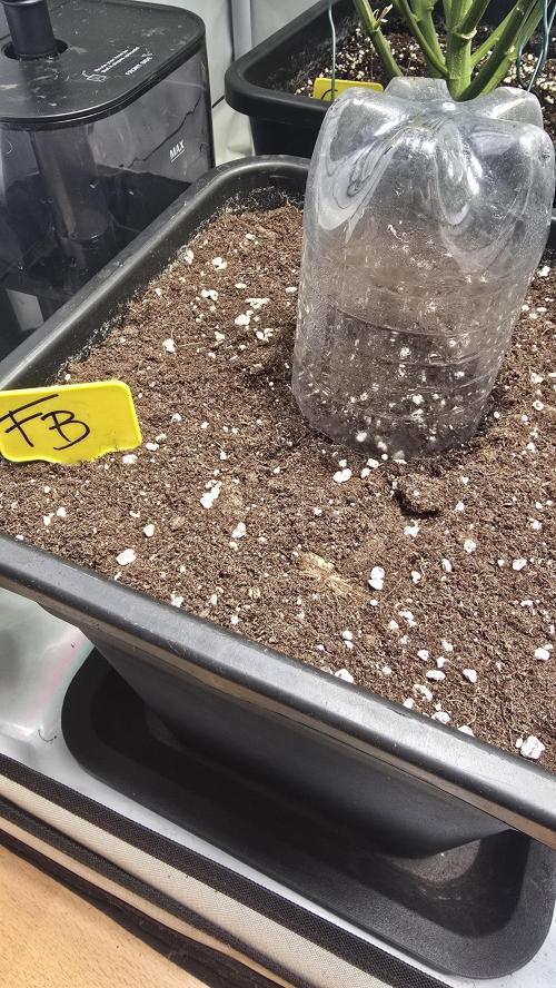 Frostbanger Auto. Week 0