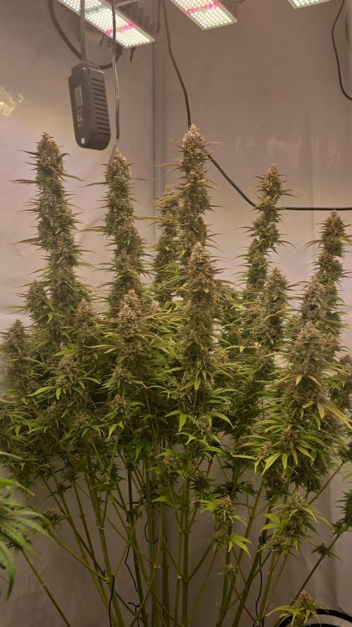 Gorilla Cookies Auto #2. Week 11