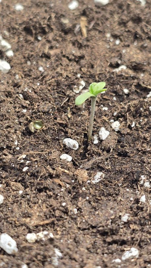 Frostbanger Auto. Week 0