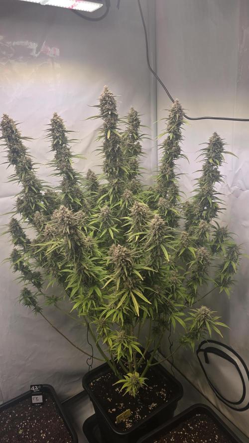 Gorilla Cookies Auto #2. Week 12