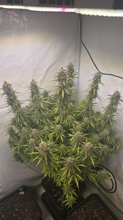 Gorilla Cookies Auto #2. Week 12