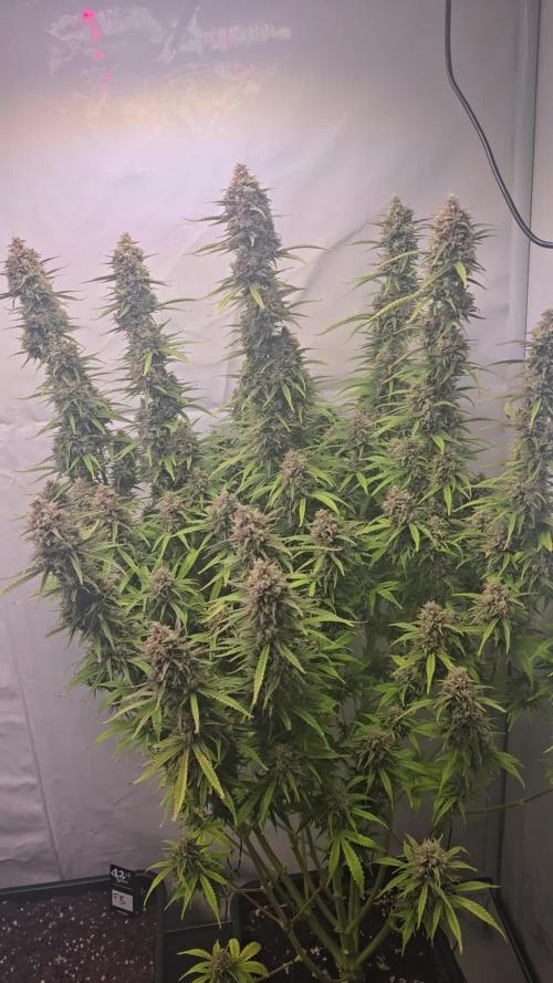 Gorilla Cookies Auto #2