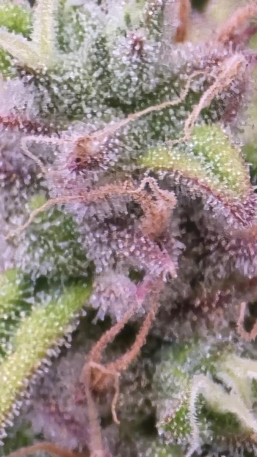 Gorilla Cookies Auto #2. Week 12