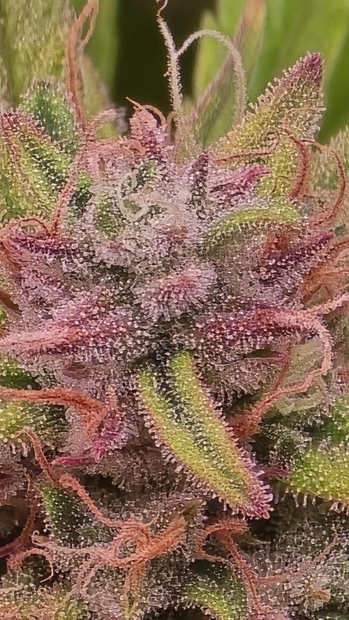 Gorilla Cookies Auto #2. Week 12