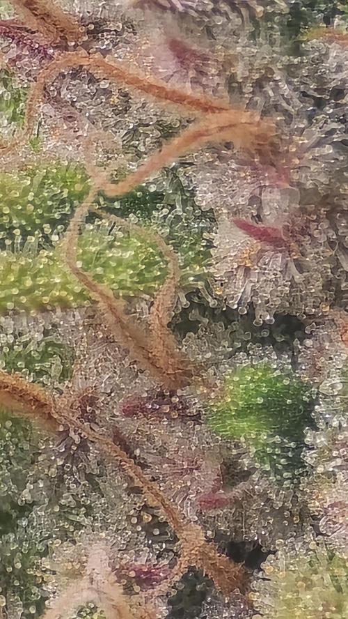 Gorilla Cookies Auto #2. Week 12