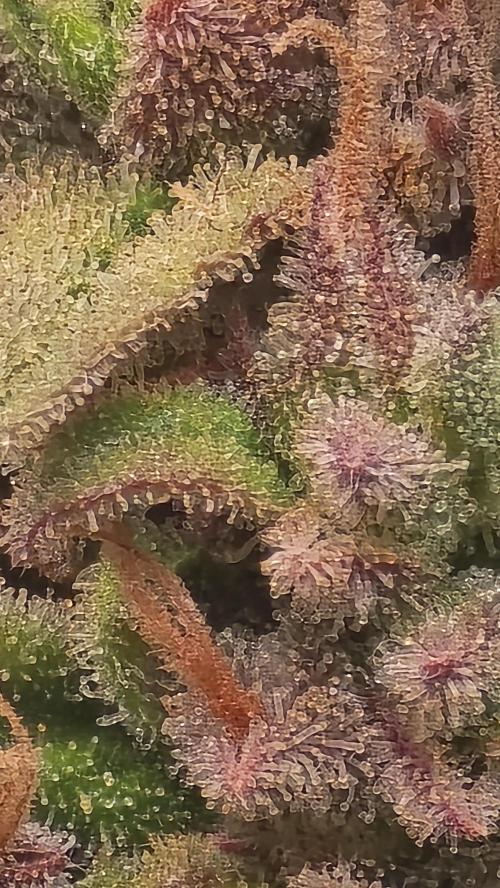 Gorilla Cookies Auto #2. Week 12