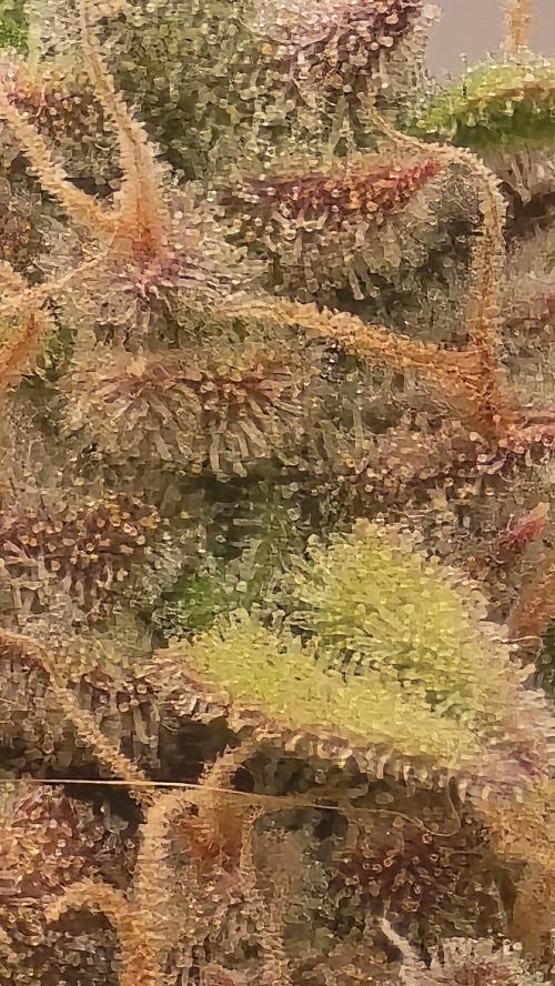 Gorilla Cookies Auto #2. Week 12