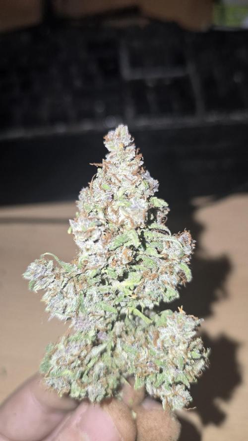 Banana Purple Punch RF3 Auto. Week 12