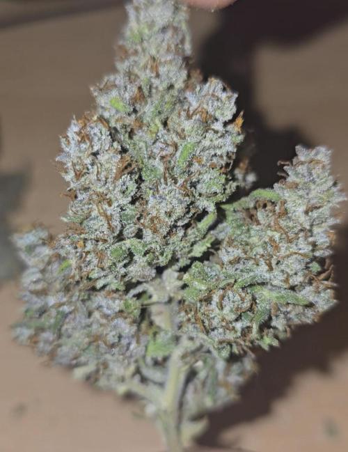 Banana Purple Punch RF3 Auto. Week 12