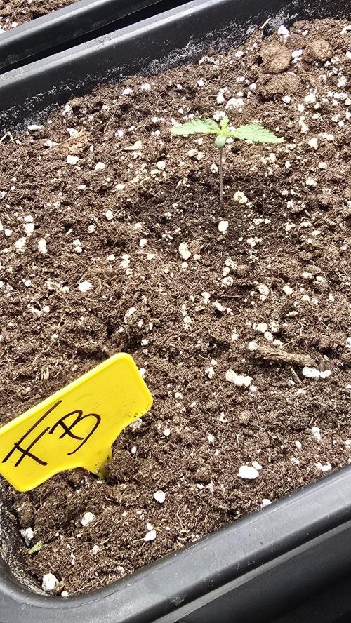 Frostbanger Auto. Week 1