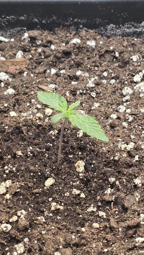 Frostbanger Auto. Week 1