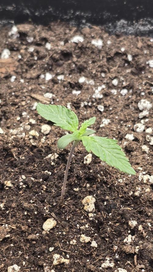 Frostbanger Auto. Week 1