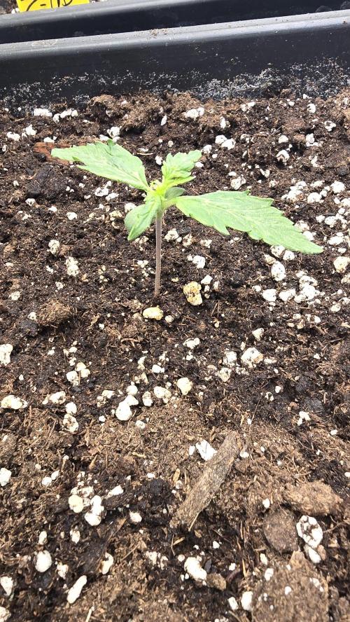 Frostbanger Auto. Week 1