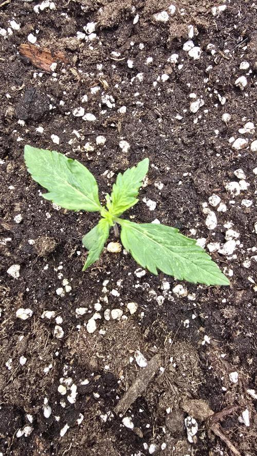 Frostbanger Auto. Week 1